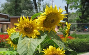 Sunflower at Srinagar Botanical Garden