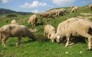Sheeps grazing the Gulmarg meadows