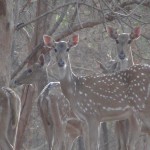Spotted Deers 1