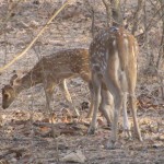 Spotted Deers 2