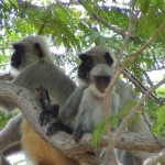 Monkeys at Pavagadh
