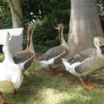 Ducks at Jambhugoda 3
