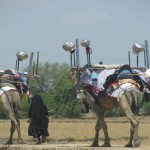 Camels 3