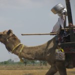 Camels 4