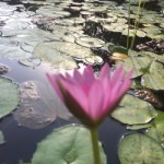 Flowers in Pond 1