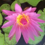 Flowers in Pond 2