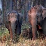 Muthanga Wild Elephants