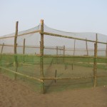 Enclosure to protect Turtle Nests