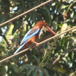 Kingfisher at Velas