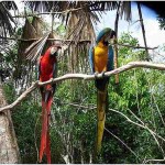 Parrot Island