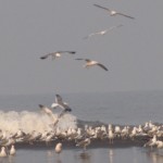 Seagulls 3