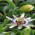 Passion Flowers