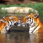 Tiger Twins