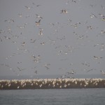 Seagulls 6