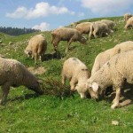 Sheeps grazing the Gulmarg meadows